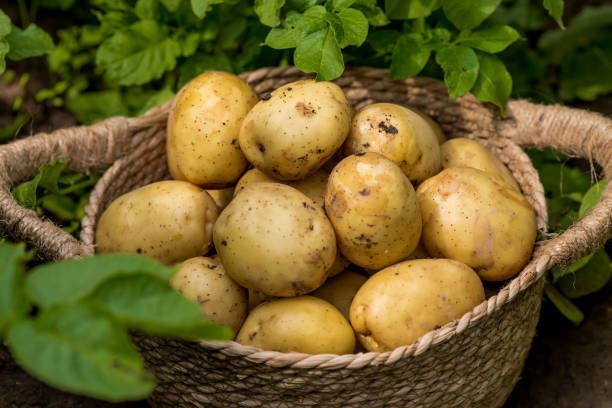 istockphoto 1390936024 612x612